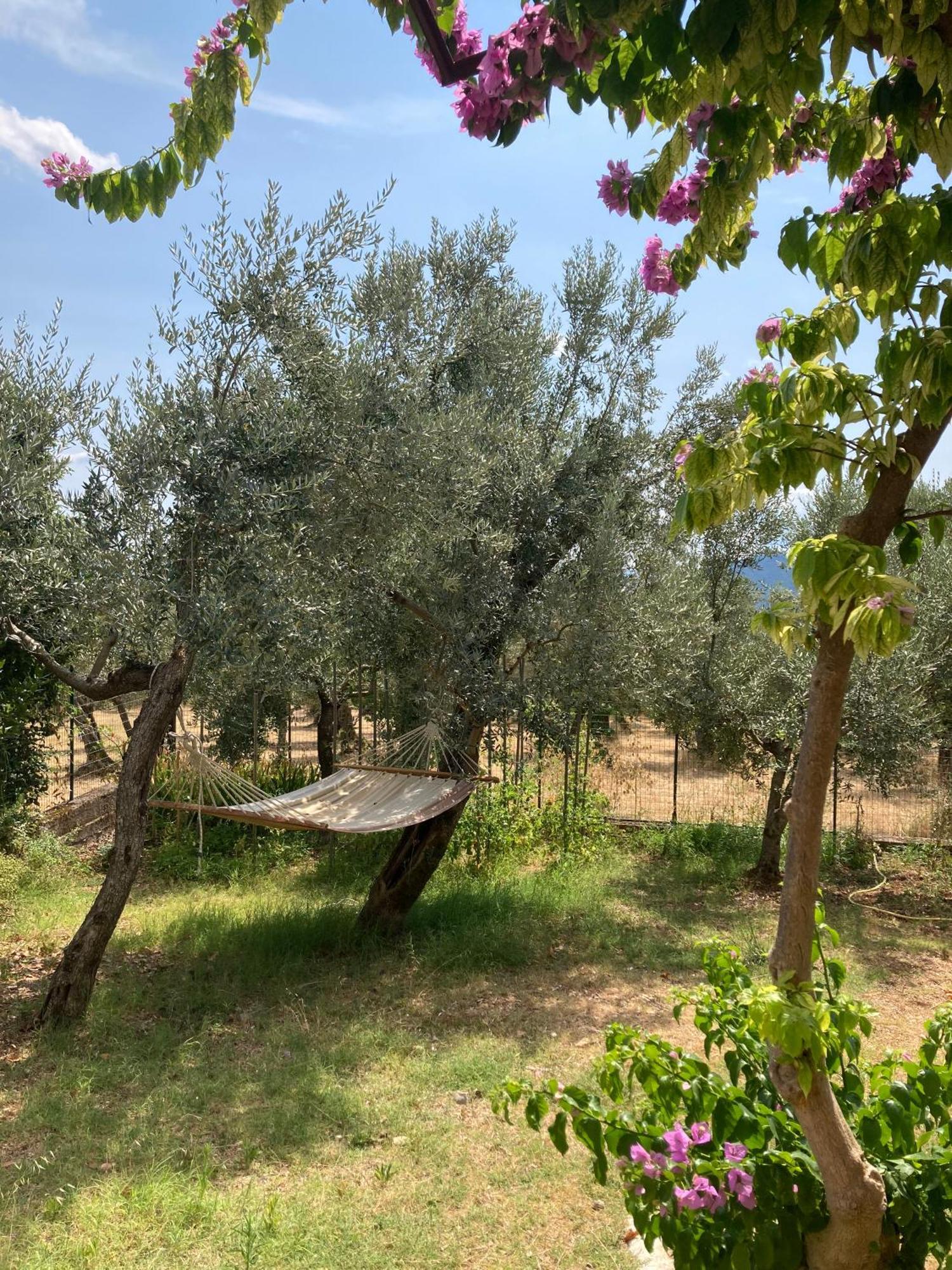 Casa Sisu-Appartamento Immerso Negli Ulivi SantʼElia Fiumerapido Dış mekan fotoğraf