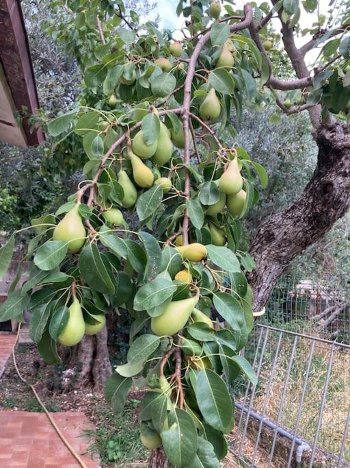 Casa Sisu-Appartamento Immerso Negli Ulivi SantʼElia Fiumerapido Dış mekan fotoğraf